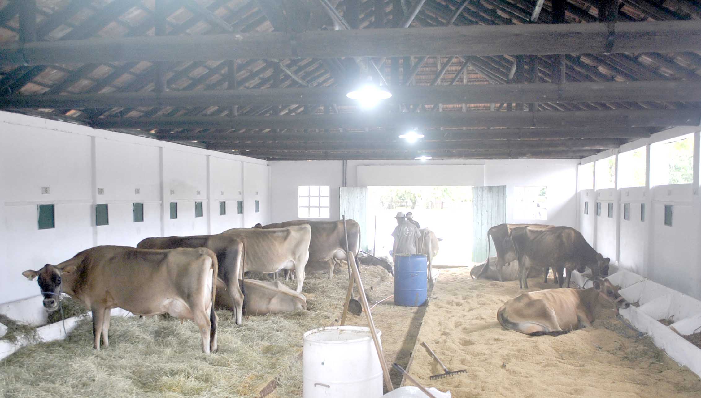 jersey sao lourenço